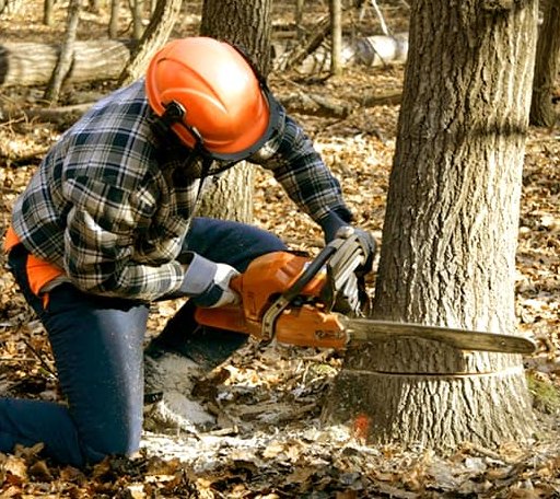 Tree Removal in St John, KS